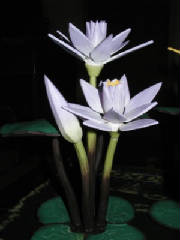 waterlilip.jpg